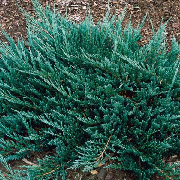 Juniperus horizontalis Blue Chip kúszó boróka