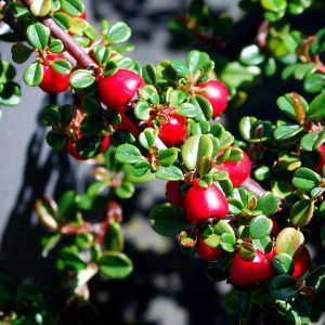 Kislevelű madárbirs 30cm "Cotoneaster microphyllus Streib's Findling"
