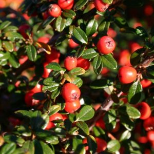 Kúszó Madárbirs 30cm "Cotoneaster dammeri Skogholm"