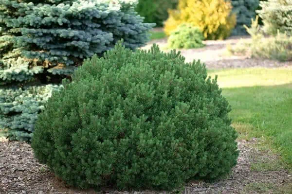 Pinus mugo Pumilio Havasi törpefenyő