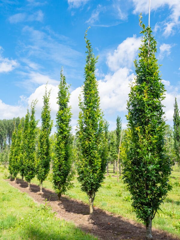 Oszlopos mocsári tölgy "Quercus palustris Green Pillar"