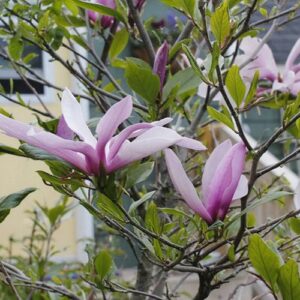 Rózsaszín-fehér-sárga-virágú-Magnolia-Liliomfa-Betty-cserje-fa-csemete-ára-www.koronakert.hu
