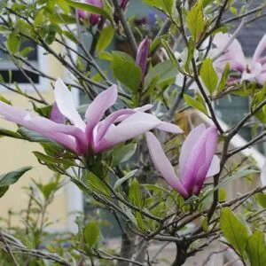 Rózsaszín-fehér-sárga-virágú-Magnolia-Liliomfa-Betty-cserje-fa-csemete-ára-www.koronakert.hu