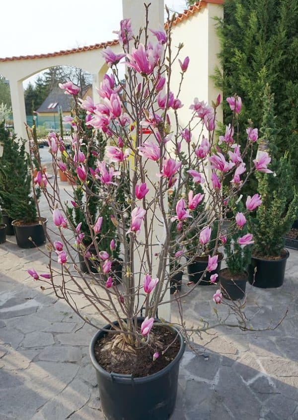 Rózsaszín-fehér-sárga-virágú-Magnolia-Liliomfa-Betty-cserje-fa-csemete-ára-www.koronakert.hu
