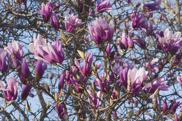 Rózsaszín-fehér-sárga-virágú-Magnolia-Liliomfa-Betty-cserje-fa-csemete-ára-www.koronakert.hu
