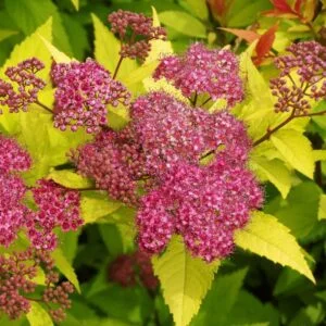 Arany levelű törpe gyöngyvessző 20-30cm "Spiraea japonica Golden Princess"