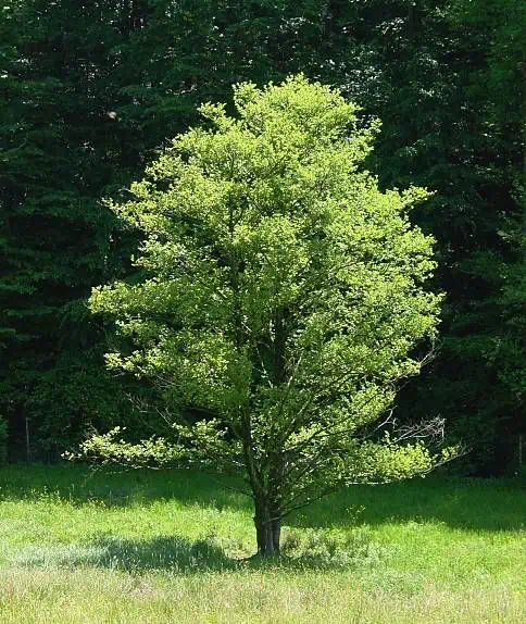 Közönséges Kutyabenge "Frangula alnus"- ára