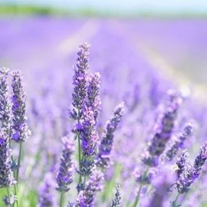 Közönséges Levendula 10cm "Lavandula angustifolia"