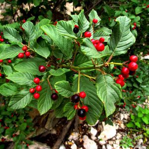 Közönséges Kutyabenge "Frangula alnus"- ára