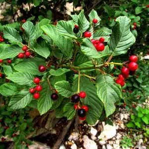 Közönséges Kutyabenge "Frangula alnus"- ára