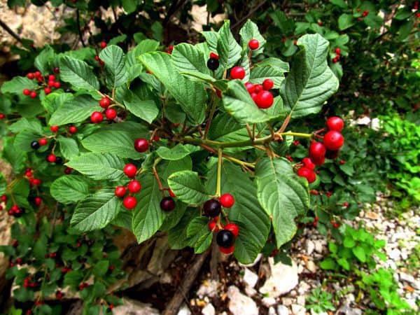 Közönséges Kutyabenge "Frangula alnus"- ára