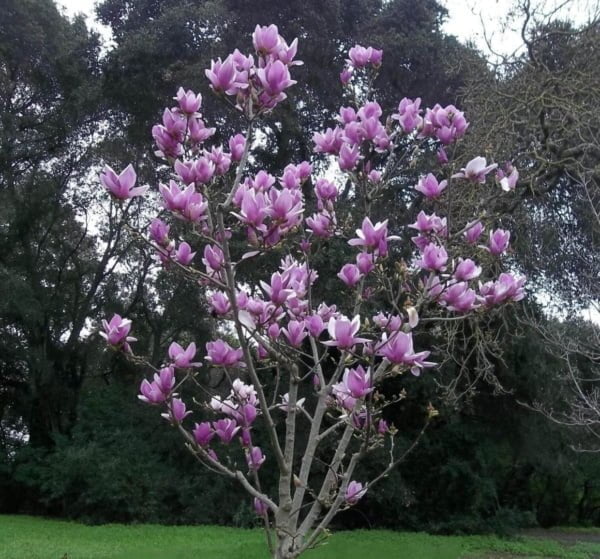 Magnolia-magnólia-liliomfa-Alexandriana
