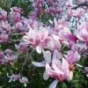 Magnolia Alexandriana