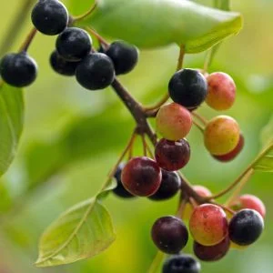 Közönséges Kutyabenge "Frangula alnus"- ára