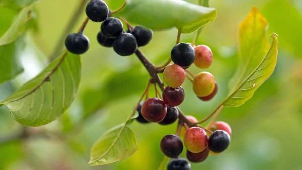 Közönséges Kutyabenge "Frangula alnus"- ára