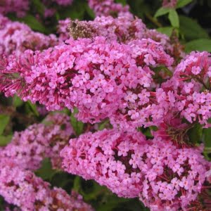 Nyári Orgona "Pink delight" RÓZSASZÍN 30-40cm "Buddleia davidii"