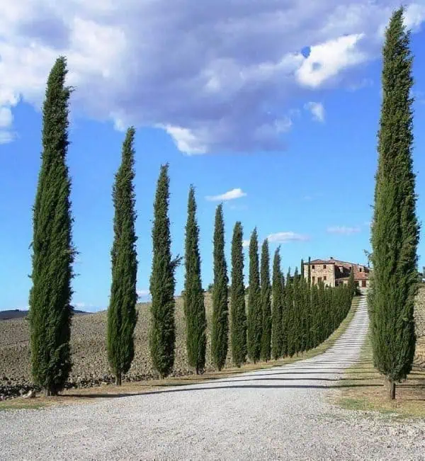Cupressus Totem