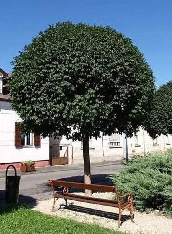 Gömbkőris Mecsek
