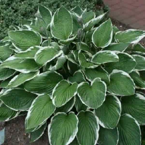 Árnyékliliom "Francee" 20cm "Hosta"