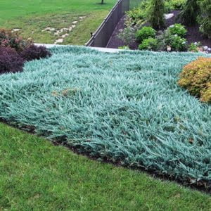 Juniperus horizontalis Blue Chip