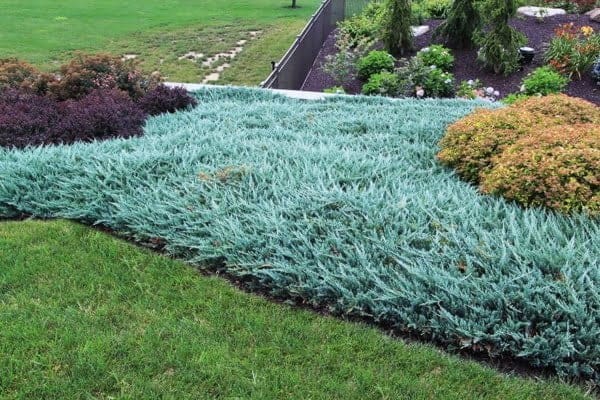 Juniperus horizontalis Blue Chip