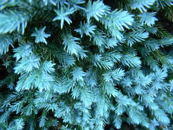 Himalájai törpe boróka Blue Star