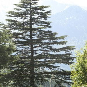 Mocsári Ciprus 150 cm "Taxodium distichum"