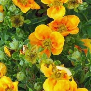 Cserjés Pimpó "Mango Tango" Halvány narancssárga 20-30cm "Potentilla fruticosa"