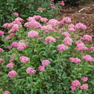 Törpe Gyöngyvessző "Little Princess" Rózsaszín 20-30cm "Spiraea japonica"