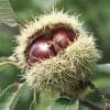 szelíd-gesztenye-Bouche-de-Betizacfa-cserepes-csemete-ára-Castanea-sativa-www.koronakert.hu