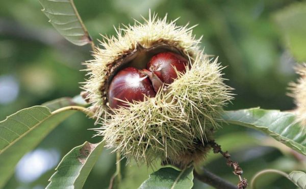 szelíd-gesztenye-Bouche-de-Betizacfa-cserepes-csemete-ára-Castanea-sativa-www.koronakert.hu