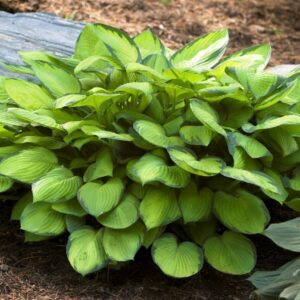 Árnyékliliom "Gold Standard" 20cm "Hosta"