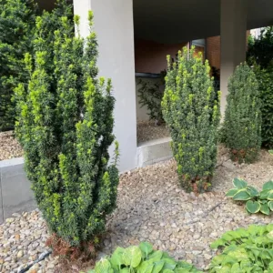 Oszlopos tiszafa 30cm "Taxus media Hicksii" TERMŐS
