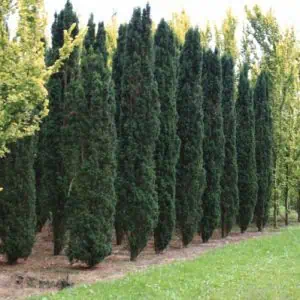 Taxus baccata Fastigiata Robusta
