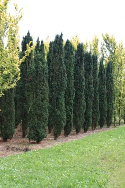 Taxus baccata Fastigiata Robusta