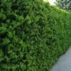 Taxus media Hillii
