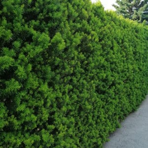 Taxus media Hillii