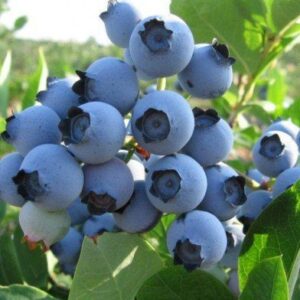 Kék áfonya "Bluegold" 30 cm "Vaccinium Corymbosum"