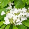 Redős levelű bangita "Viburnum plicatum Mariesii"