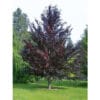 voros-levelu-diszfa-nyarfa-csemete-ara-Populus-deltoides-Purple-Tower
