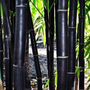 Fekete bambusz 150cm "Phyllostachys Nigra"