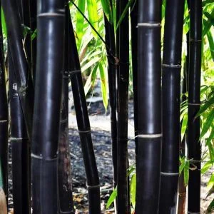 Fekete bambusz 150cm "Phyllostachys Nigra"