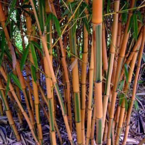 Zöld csíkos bambusz 150cm "Phyllostachys bambusoides Castillon"