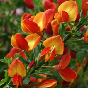 Zanót "Lena" NARANCSSÁRGA 30-40cm "Cytisus"