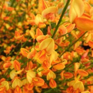 Zanót "Apricot Gem" NARANCS RÓZSASZÍN 30-40cm "Cytisus"