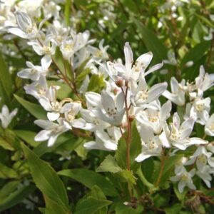 Fehér virágú törpe gyöngyvirágcserje 20-30cm "Deutzia crenata Nikko"