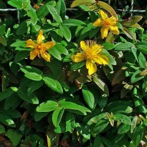 Örökzöld Orbáncfű 20-30cm "Hypericum Calycinum"