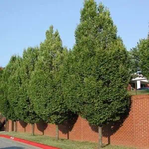 Oszlopos Gyertyán 150 cm "Carpinus betulus Fastigiata"