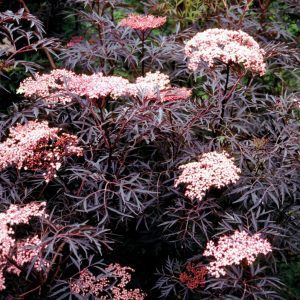 Bordó szeldelt levelű fekete bodza 30-40cm "Sambucus Nigra Black Lace"