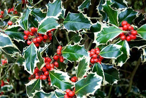 feher-tarka-levelu-magyal-ilex